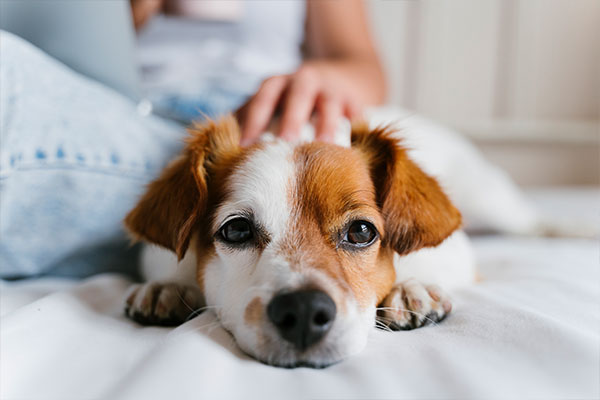 Cachorro recebendo carinho