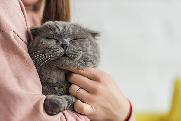 Gato cinza recebendo carinho