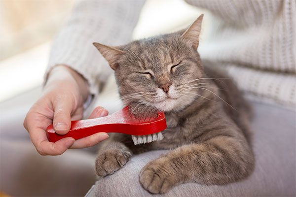 Um gato sendo escovado