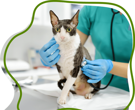 Gato sendo analizado por uma médica veterinária