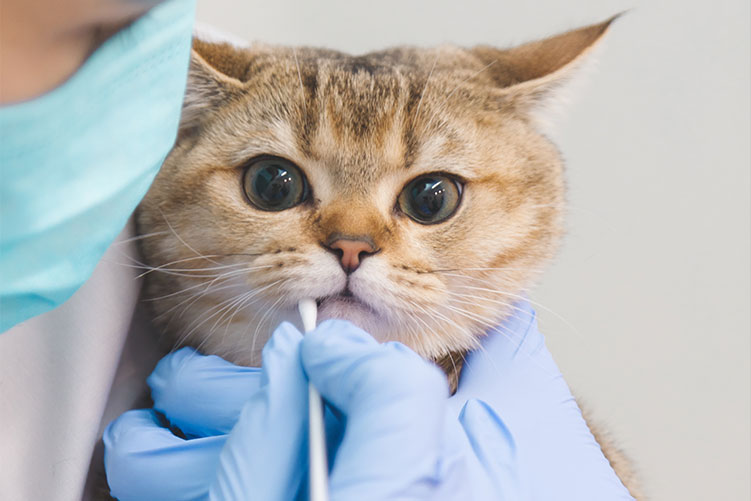 Gato escovando os dentes